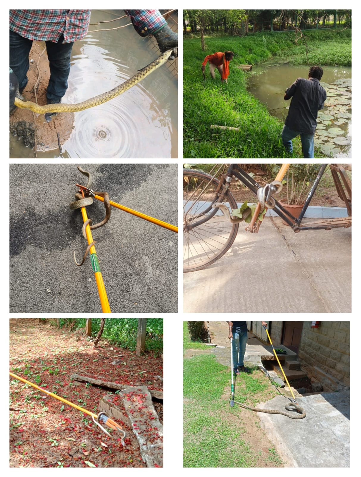 Snake Catching Team of RP Pest Control Service