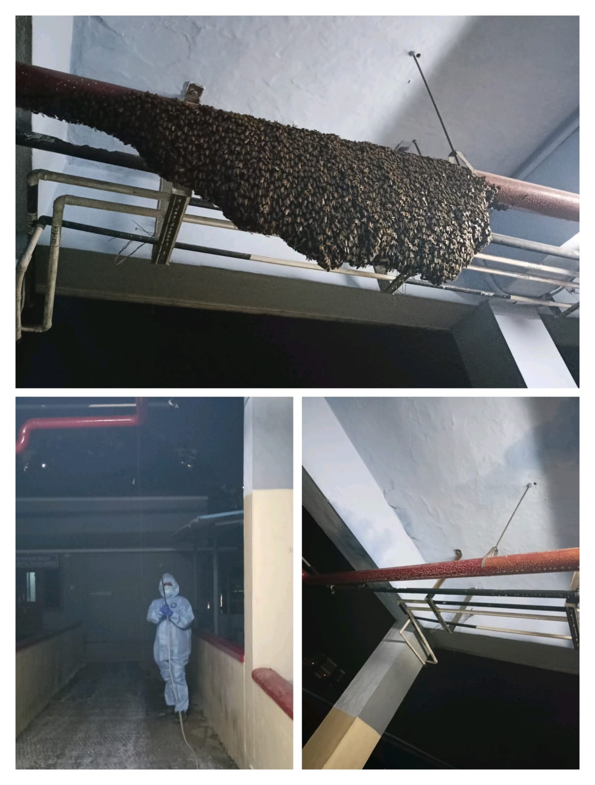 Bee Hive Removal of RP Pest Control Service