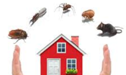 Residential Pest Control of Rishu Chaudhary