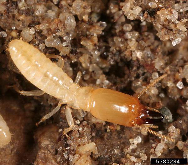 Termite Treatment of Siddhi Solution