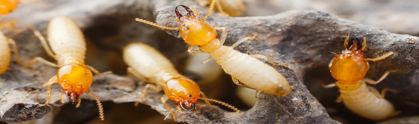 Termite Treatment of Srinidhi Pest Control Services