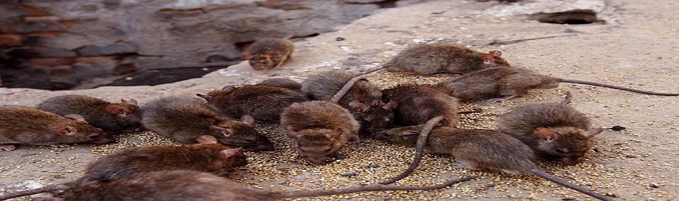 Rodent Control of Srinidhi Pest Control Services