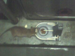 Rodent Control of Srinidhi Pest Control Services
