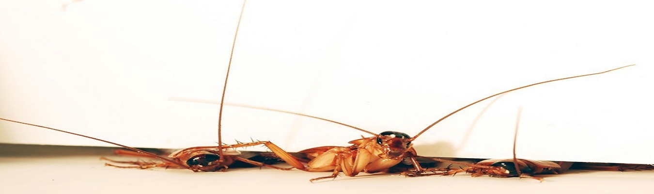 Cockroach Control of Srinidhi Pest Control Services