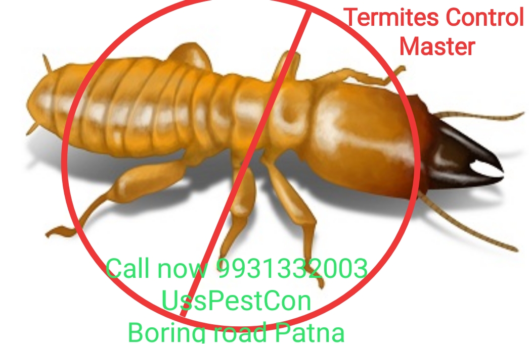Termite Treatment of Ultimate Service Solutions