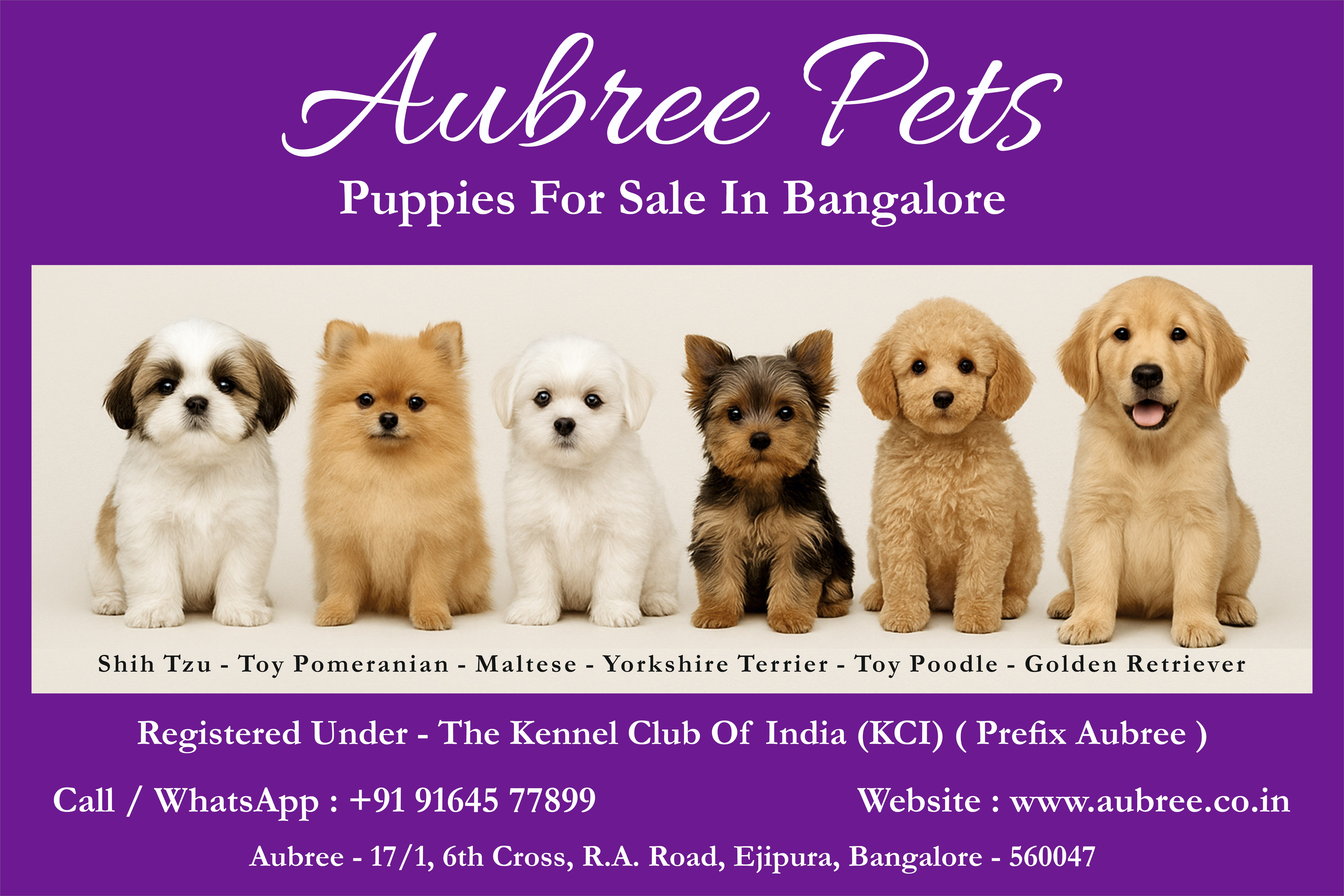 Aubree Pet Bangalore Ejipura Bangalore