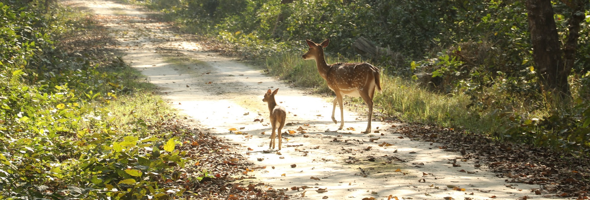 Dudhwa Royal Safari Vasundhara Sector 1 Ghaziabad