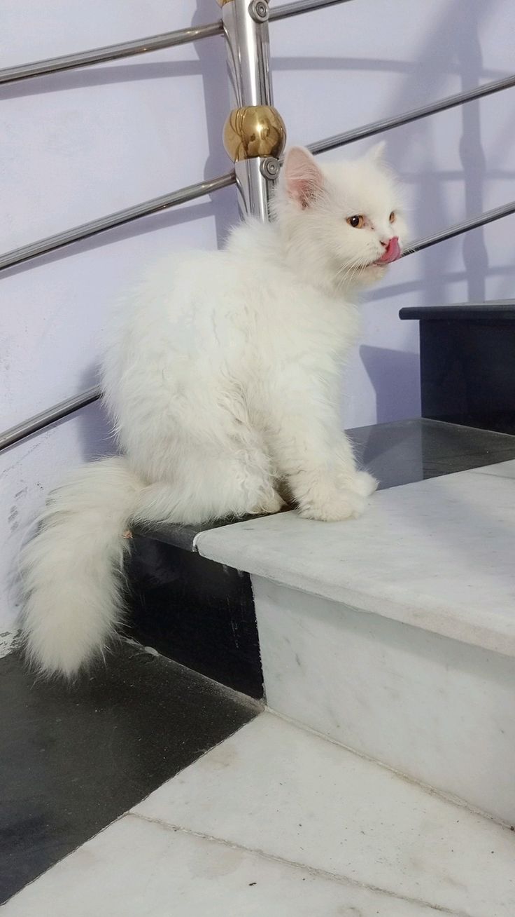 Cat Baby Pet Shop Ghat Ki Guni Jaipur
