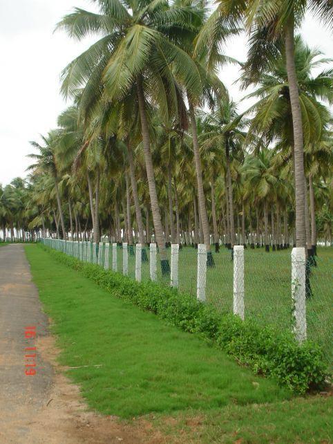 10000 sqft Agricultural Land/Farm Land for Sale in Cheyur