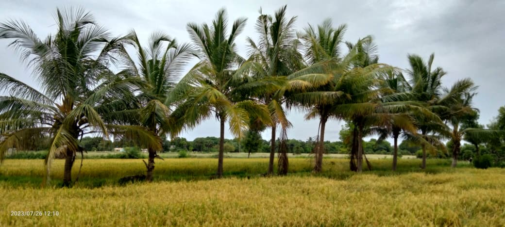 324 Cent Agricultural Land/Farm Land for Sale in Kaniyanur